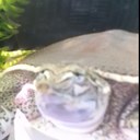 David Rodarte Hdez - @reptilhrd6 - Twitter