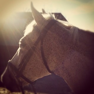 alexjaynewoods's profile picture. Slave to my horses and a jack russell :)) Secretary at Valley Equine Hospital.