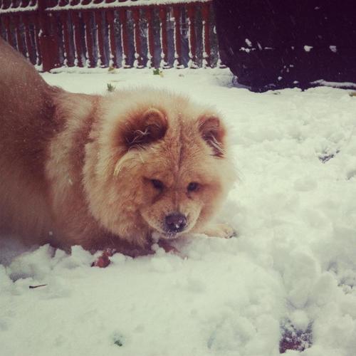 khloetaylor2's profile picture. I am a dog named khloe I am a chow chow and I love other dogs also I love food .I'm fluffy!! And fun to hang out with someTIMeS. and if u bug me I will growl.