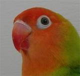 agapornis nigrigenis y lilianane ancestrales