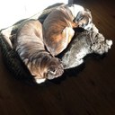 David Hebdon - @Davyboy236 - Twitter