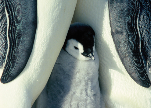 fallowing3's profile picture. 