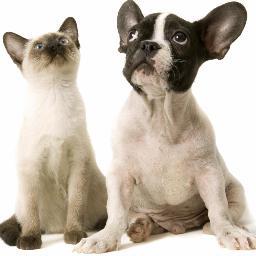 TheRealpetSIM's profile picture. 