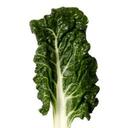 Adam Maier - @ILikeSwissChard - Twitter