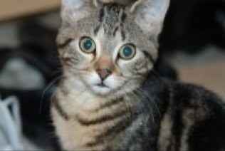 kathleeneyoung's profile picture. Animal loving English Quebecker.