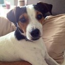 sara cotton - @sarawesson - Twitter