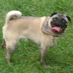 Wild Bill The Pug - snorting, spinning, Whirling Dervish; calculating, naughty little opportunist  #Pugs, #Pug, #thepuggleisreal, #treats, #dogs, #becausepugs