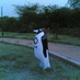 NS (@gizmodude) Twitter profile photo NS (@gizmodude) Twitter profile photo
