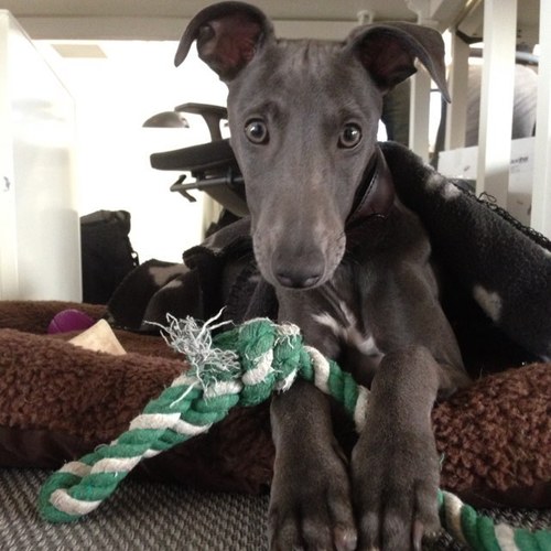 Whoever said being a whippet is easy was a liar.... and probably a Staf. lying bastards those Stafs.