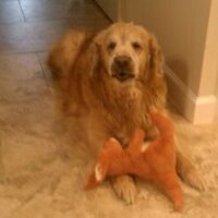 Dan Stridacchio (@buddiewong99) 's Twitter Profile