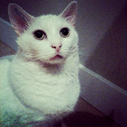 3footedkitty's profile picture. My full name is Boondoggle Scooter Willie but you can call my scooter. The famous 3 footed kitty...I bring joy to everyone who meets me.