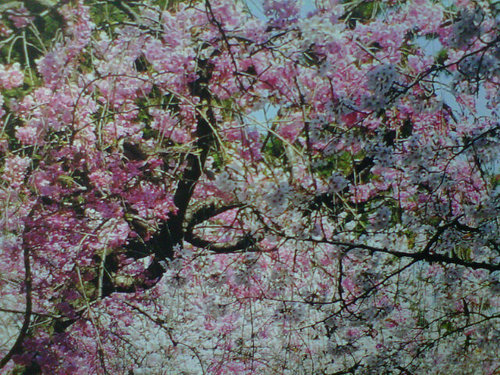 Lizethicea's profile picture. 