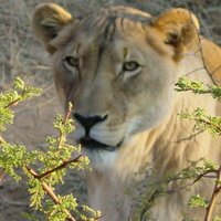 ((( Prof Dr K Nicoll PhD ))) (@nika_desert) 's Twitter Profile Photo ((( Prof Dr K Nicoll PhD ))) (@nika_desert) 's Twitter Profile Photo