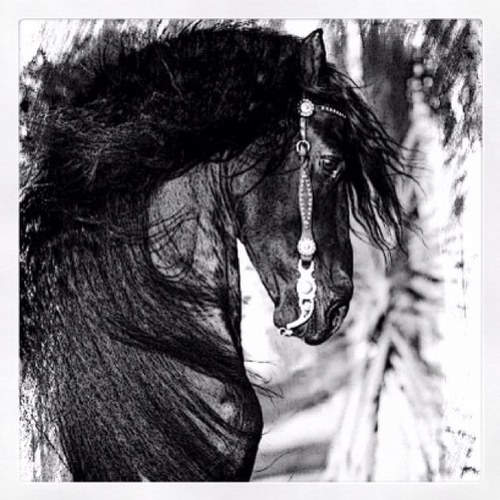 Photography - Videography - Graphic Design - Website Design - Logo Wear - Print Media - Horse, Farm & Liability Insurance