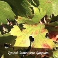 Agri-Analysis LLC (@redblotchvirus) 's Twitter Profile Photo Agri-Analysis LLC (@redblotchvirus) 's Twitter Profile Photo