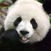Panda (@itgiantpanda) Twitter profile photo
