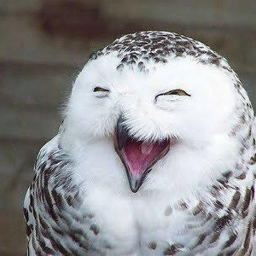 Lotuspapillon's profile picture. Educator,Poet,Playwright,Singer,Actor.