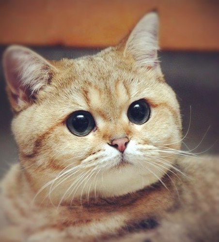 Fuc12970's profile picture. Ебу гусей