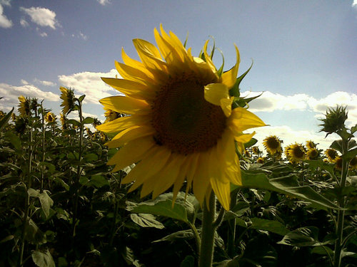 gingerpop1's profile picture. Beekeeper, cyclist, dog walker, environmentalist