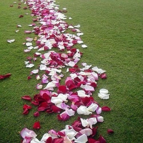 SparklingHope_'s profile picture. 