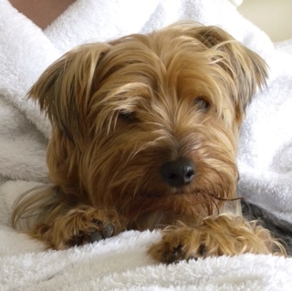 yorkie chewbacca chewbacca yorkie yorkshireterror yorkie chewbacca chewbacca yorkie yorkshireterror