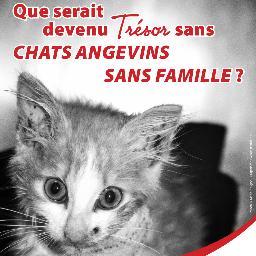 Chats Angevins Sans Famille vous propose chats et chatons à l'adoption
Boutique 🐱 : https://t.co/Igc0SOQUJL