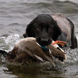 Soggy Acres Retrievers...#Labrador #Retriever #Puppy, all three colors. Visit us at http://t.co/yrECJ9tl4c  Home of #Cabela's @SportingDogTV! #SDATV.