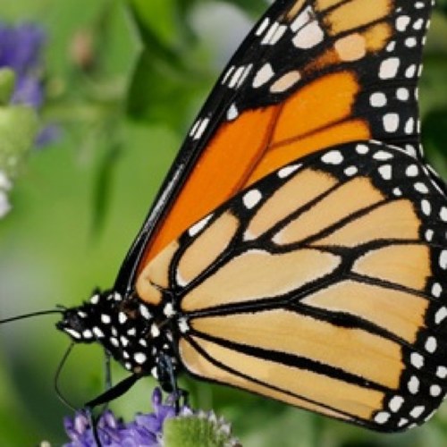 GilgenUrsina's profile picture. 