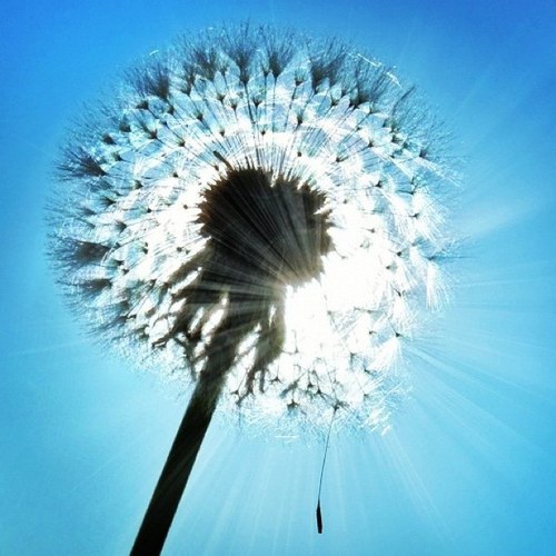 silenceshot's profile picture. Save GAZA!!!!!