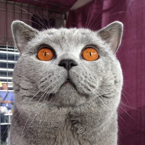 1mac_it's profile picture. 