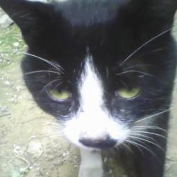 黑的猫 Profile