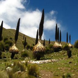 spinalnerves's profile picture. 