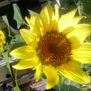 DIANN WHITE - @DiWhiteOK - Twitter