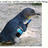 HPenguin20's profile image