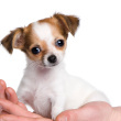 We love Chihuahuas!  Check out the link to find out more about keeping your Chi healthy and strong!  :)  http://t.co/WGM95pFkA8