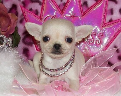 Mis dueños son @Erikriolobos y @Nicolhartman soy la chihuahua del rollo,y mi dueña.me tiene muy a la moda,osea super fuerte tia