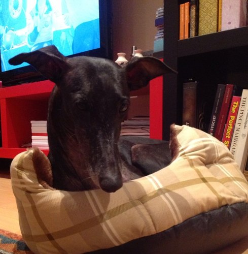 Heeft 3 Spaanse Galgos, lid van DutchGalgoLobby, houdt van dieren, dierenmishandeling en misbruik maakt me boos!
