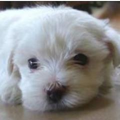 meirellyfarias's profile picture. 