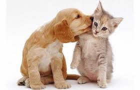 Amamos animais, se você também ama segue ai....