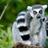 Animal___Rescue's profile image