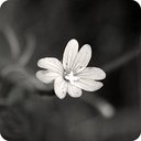 Cathy Rose - @Cath_Ivy_Rose - Twitter