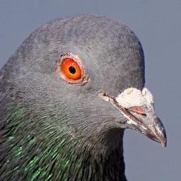UntypicalPigeon Profile Picture