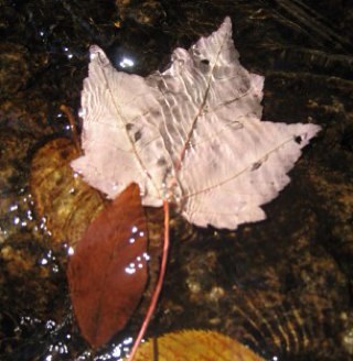 EIPOttawa's profile picture. Offerring Workshops for Mental Health Professionals and General Public