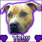 New ABPT owners and their journey with their beloved APBT, Tobias.