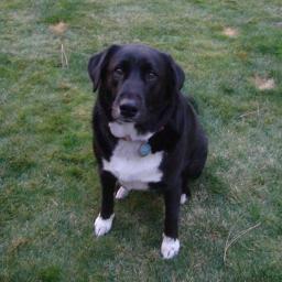 my dog is so cute