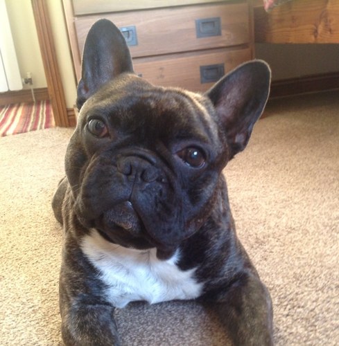 Married to Wendy, stepdad to Donna Mawson & Nicola Brazil and grandad to Ava Lily & Harriet Mae. Not forgetting Alfie and Monika the French Bulldogs. Harrogate.