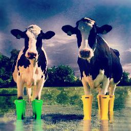 Providing wellies for cows all over the UK flood warning areas, because nobody likes wet feet. Tweet us your pictures of cows in wellies! #welliesforcows