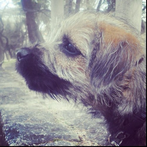 Boder Terrier…♀Olive・2011.12.13 ・♀Lucca・2015.8.1 Yorkshire Terrier… ♂Gooch 2006.9.13