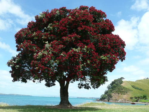 The Motutapu Restoration Trust is a charitable trust which aims to restore the cultural and natural landscape of Motutapu.