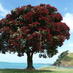 Motutapu (@motutapu) Twitter profile photo